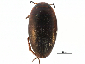  ( - CCDB-23053-C03)  @11 [ ] CreativeCommons - Attribution (2015) CBG Photography Group Centre for Biodiversity Genomics