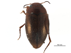  ( - CCDB-23053-C04)  @11 [ ] CreativeCommons - Attribution (2015) CBG Photography Group Centre for Biodiversity Genomics