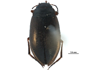  (Hydroporus lapponum - CCDB-23053-C07)  @14 [ ] CreativeCommons - Attribution (2015) CBG Photography Group Centre for Biodiversity Genomics
