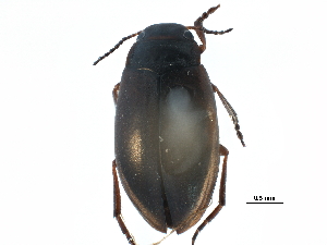  ( - CCDB-23053-C08)  @13 [ ] CreativeCommons - Attribution (2015) CBG Photography Group Centre for Biodiversity Genomics