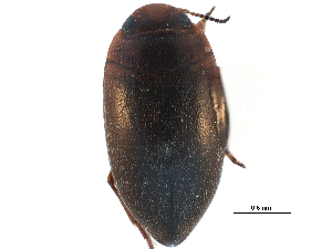  ( - CCDB-23053-C10)  @11 [ ] CreativeCommons - Attribution (2015) CBG Photography Group Centre for Biodiversity Genomics