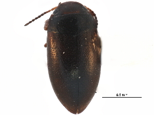  ( - CCDB-23053-D11)  @13 [ ] CreativeCommons - Attribution (2015) CBG Photography Group Centre for Biodiversity Genomics