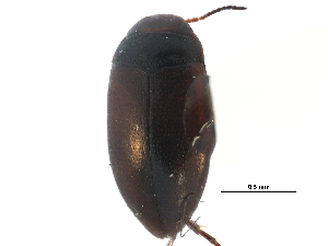  ( - CCDB-23053-D12)  @13 [ ] CreativeCommons - Attribution (2015) CBG Photography Group Centre for Biodiversity Genomics