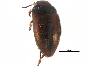 ( - CCDB-23053-E01)  @11 [ ] CreativeCommons - Attribution (2015) CBG Photography Group Centre for Biodiversity Genomics