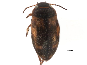 ( - CCDB-23053-E04)  @11 [ ] CreativeCommons - Attribution (2015) CBG Photography Group Centre for Biodiversity Genomics
