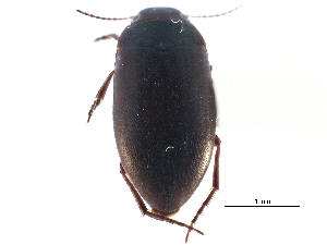  ( - CCDB-23053-E11)  @11 [ ] CreativeCommons - Attribution (2015) CBG Photography Group Centre for Biodiversity Genomics