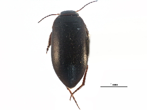  ( - CCDB-23053-E12)  @11 [ ] CreativeCommons - Attribution (2015) CBG Photography Group Centre for Biodiversity Genomics
