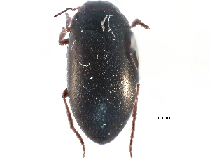  ( - CCDB-23053-F02)  @12 [ ] CreativeCommons - Attribution (2015) CBG Photography Group Centre for Biodiversity Genomics