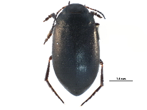  (Hydroporus nigellus - CCDB-23053-F06)  @14 [ ] CreativeCommons - Attribution (2015) CBG Photography Group Centre for Biodiversity Genomics