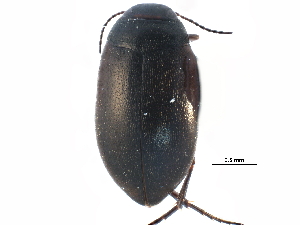  ( - CCDB-23053-F08)  @11 [ ] CreativeCommons - Attribution (2015) CBG Photography Group Centre for Biodiversity Genomics