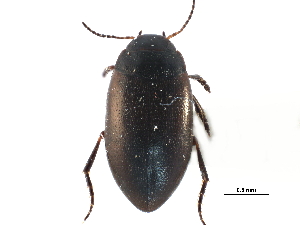  ( - CCDB-23053-F11)  @11 [ ] CreativeCommons - Attribution (2015) CBG Photography Group Centre for Biodiversity Genomics