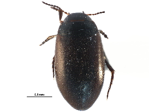  ( - CCDB-23053-G01)  @11 [ ] CreativeCommons - Attribution (2015) CBG Photography Group Centre for Biodiversity Genomics