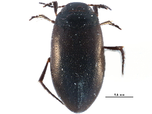  ( - CCDB-23053-G02)  @11 [ ] CreativeCommons - Attribution (2015) CBG Photography Group Centre for Biodiversity Genomics