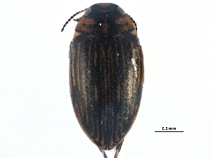  (Boreonectes - CCDB-23053-H03)  @14 [ ] CreativeCommons - Attribution (2015) CBG Photography Group Centre for Biodiversity Genomics