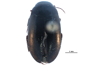  (Ilybiosoma seriatum - CCDB-23054-A07)  @14 [ ] CreativeCommons - Attribution (2015) CBG Photography Group Centre for Biodiversity Genomics