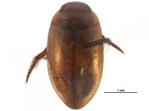  (Agabus punctulatus - CCDB-23054-C06)  @14 [ ] CreativeCommons - Attribution (2015) CBG Photography Group Centre for Biodiversity Genomics