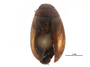  ( - CCDB-23054-C07)  @11 [ ] CreativeCommons - Attribution (2015) CBG Photography Group Centre for Biodiversity Genomics