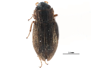  (Helophorus nitiduloides - CCDB-23054-F12)  @14 [ ] CreativeCommons - Attribution Non-Commercial Share-Alike (2015) CBG Photography Group Centre for Biodiversity Genomics