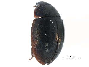  ( - CCDB-23054-G03)  @11 [ ] CreativeCommons - Attribution (2015) CBG Photography Group Centre for Biodiversity Genomics