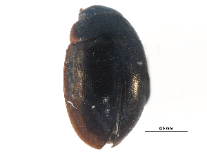  ( - CCDB-23054-G04)  @11 [ ] CreativeCommons - Attribution (2015) CBG Photography Group Centre for Biodiversity Genomics
