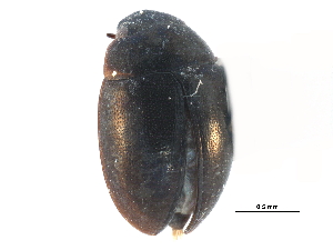  ( - CCDB-23054-G05)  @11 [ ] CreativeCommons - Attribution (2015) CBG Photography Group Centre for Biodiversity Genomics