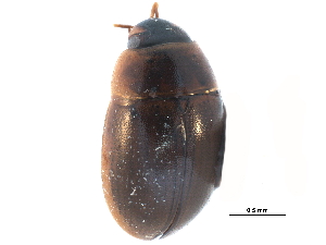  ( - CCDB-23054-H11)  @13 [ ] CreativeCommons - Attribution (2015) CBG Photography Group Centre for Biodiversity Genomics