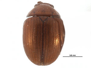 ( - CCDB-23055-D04)  @13 [ ] CreativeCommons - Attribution (2015) CBG Photography Group Centre for Biodiversity Genomics