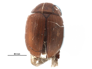  ( - CCDB-23055-D05)  @13 [ ] CreativeCommons - Attribution (2015) CBG Photography Group Centre for Biodiversity Genomics