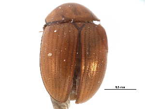  ( - CCDB-23055-D06)  @13 [ ] CreativeCommons - Attribution (2015) CBG Photography Group Centre for Biodiversity Genomics