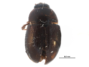  ( - CCDB-23055-E01)  @13 [ ] CreativeCommons - Attribution (2015) CBG Photography Group Centre for Biodiversity Genomics