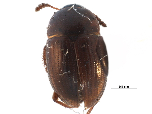  ( - CCDB-23055-E05)  @11 [ ] CreativeCommons - Attribution (2015) CBG Photography Group Centre for Biodiversity Genomics