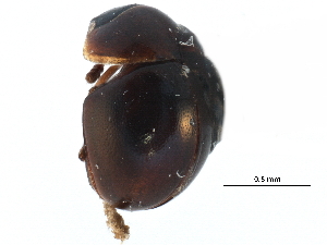  ( - CCDB-23055-F12)  @11 [ ] CreativeCommons - Attribution (2015) CBG Photography Group Centre for Biodiversity Genomics