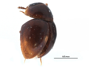  ( - CCDB-23055-G01)  @11 [ ] CreativeCommons - Attribution (2015) CBG Photography Group Centre for Biodiversity Genomics