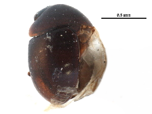  ( - CCDB-23055-G03)  @11 [ ] CreativeCommons - Attribution (2015) CBG Photography Group Centre for Biodiversity Genomics