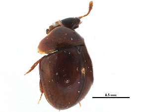  ( - CCDB-23055-G04)  @11 [ ] CreativeCommons - Attribution (2015) CBG Photography Group Centre for Biodiversity Genomics