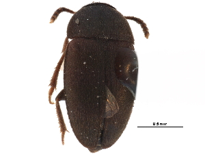  ( - CCDB-23055-G11)  @14 [ ] CreativeCommons - Attribution (2015) CBG Photography Group Centre for Biodiversity Genomics