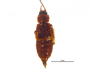  ( - CCDB-23056-A04)  @11 [ ] CreativeCommons - Attribution (2015) CBG Photography Group Centre for Biodiversity Genomics