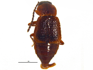  ( - CCDB-23056-A06)  @11 [ ] CreativeCommons - Attribution (2015) CBG Photography Group Centre for Biodiversity Genomics