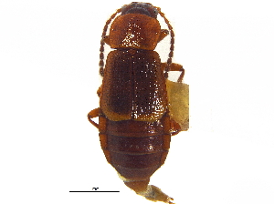  ( - CCDB-23056-A07)  @11 [ ] CreativeCommons - Attribution (2015) CBG Photography Group Centre for Biodiversity Genomics