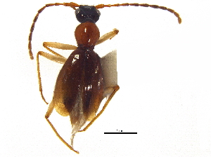  ( - CCDB-23056-A10)  @11 [ ] CreativeCommons - Attribution (2015) CBG Photography Group Centre for Biodiversity Genomics