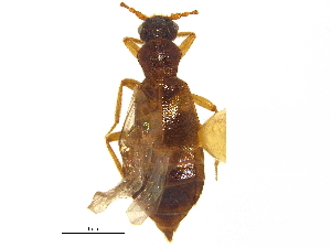  ( - CCDB-23056-B04)  @11 [ ] CreativeCommons - Attribution (2015) CBG Photography Group Centre for Biodiversity Genomics