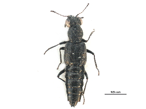  ( - CCDB-23057-H10)  @11 [ ] CreativeCommons - Attribution (2015) CBG Photography Group Centre for Biodiversity Genomics