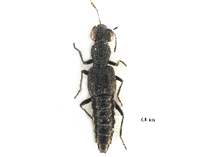 ( - CCDB-23057-H11)  @11 [ ] CreativeCommons - Attribution (2015) CBG Photography Group Centre for Biodiversity Genomics