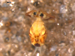  (Dicyrtomina ornata - COLNO-0050)  @15 [ ] CreativeCommons - Attribution (2010) David Porco Centre for Biodiversity Genomics