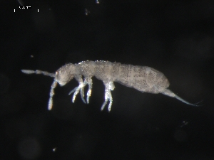  (Parisotoma notabilis L4 - COLNO-0037)  @14 [ ] CreativeCommons - Attribution (2010) David Porco Centre for Biodiversity Genomics