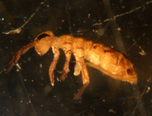  (Isotoma sp. 1-MS - NZ_134_1)  @13 [ ] Copyright (2010) Mark Stevens South Australian Museum