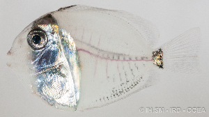  (Ctenochaetus binotatus - M0202_021)  @14 [ ] Copyright (2015) Henitsoa JAONALISON IH.SM