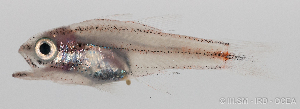  (Apogoninae - M0301_061)  @15 [ ] Copyright (2015) Henitsoa JAONALISON IH.SM