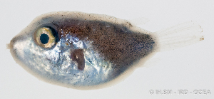  (Canthigaster punctatissima - M0302_061)  @14 [ ] Copyright (2015) Henitsoa JAONALISON IH.SM