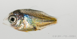  (Chromis atripectoralis - M0401_321)  @14 [ ] Copyright (2015) Henitsoa JAONALISON IH.SM